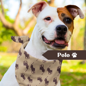 Pañoleta Polo